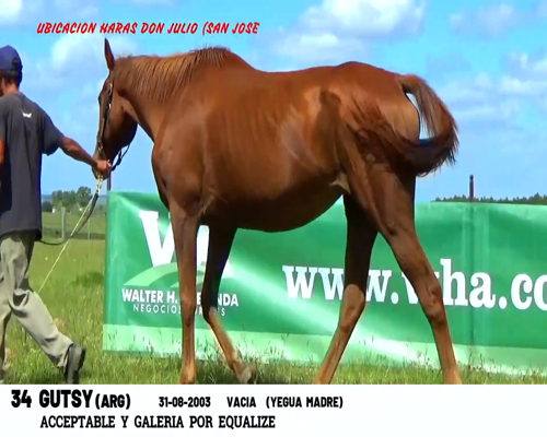 Lote GUTSY (ARG)