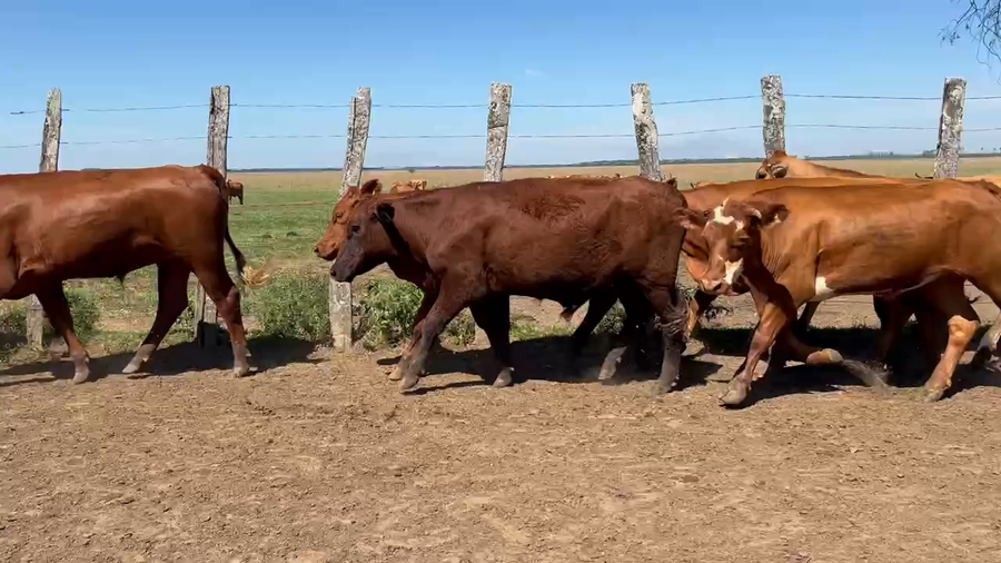 Lote 45 Novillos en Santo Tomé, Corrientes
