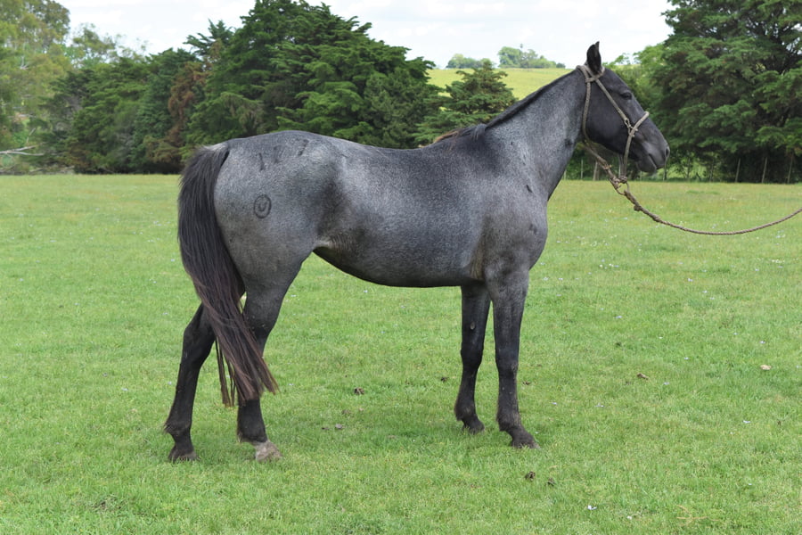 Lote RP 127 - AGUA HELADA TURENA