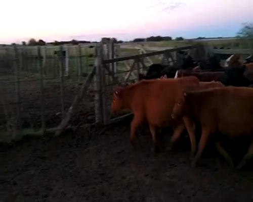 Lote 75 Terneras en Chascomús, Buenos Aires