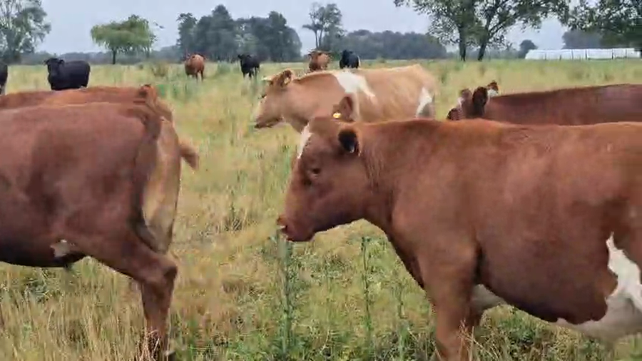 Lote 41 Novillo Gordo en Puerto Varas, X Región Los Lagos