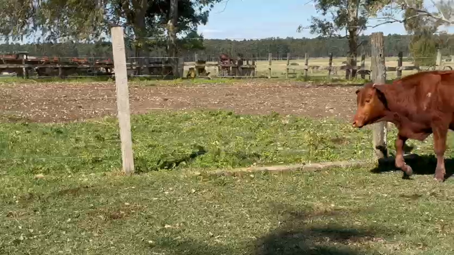 Lote 120 Terneros/as en Corrientes, Paso de Los Libres