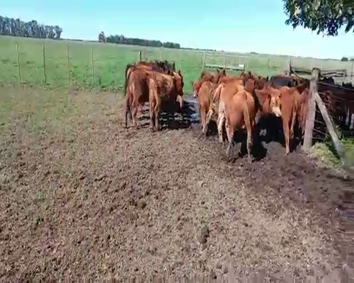 Lote 70 Terneros en Gral. Paz, Buenos Aires