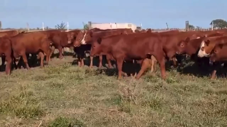 Lote 300 Terneros