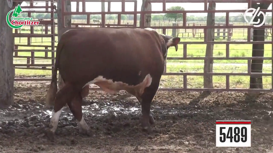 Lote Hereford