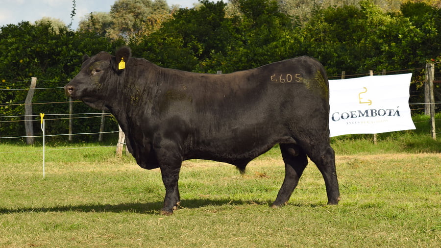 Lote CABAÑA COEMBOTÁ: RP 605