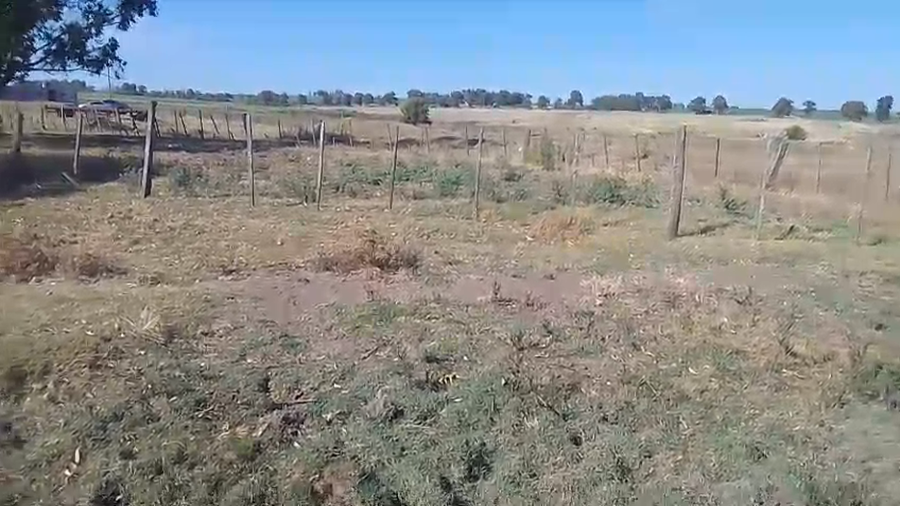 Lote 2 vaquillonas y 9 novillos