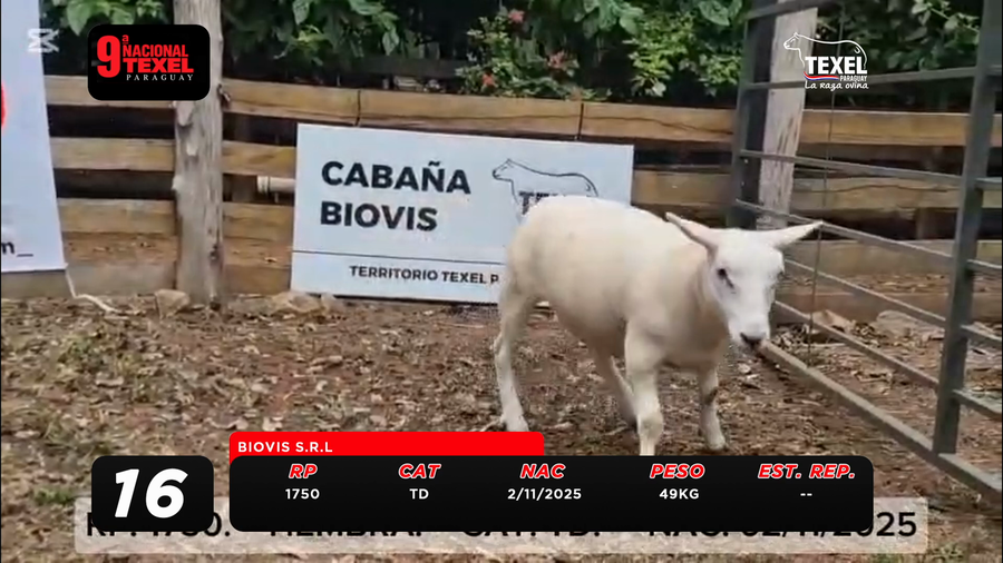 Lote LOTE 16