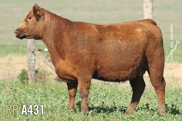 Lote 4 VACAS PREÑADAS PURAS DE PEDIGREE