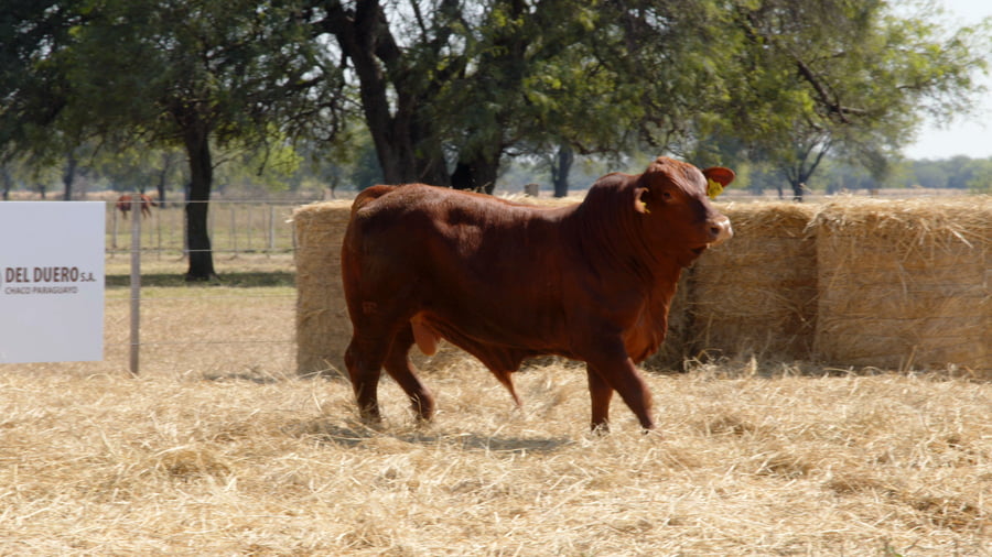 Lote TOROS