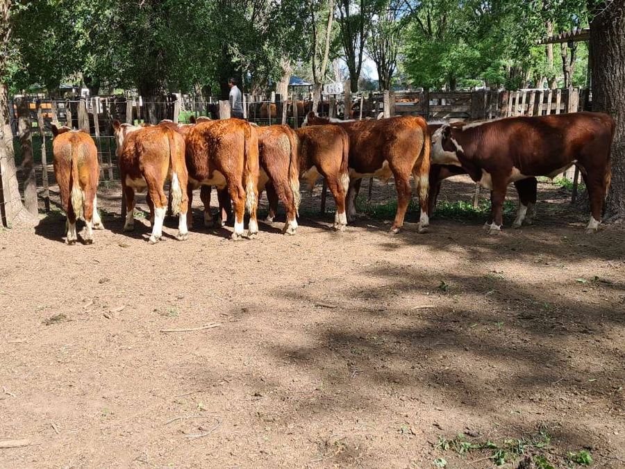 Lote 8 Terneros en Gral. Lamadrid, Buenos Aires