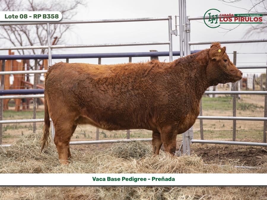 Lote VACAS BASE PEDIGREE