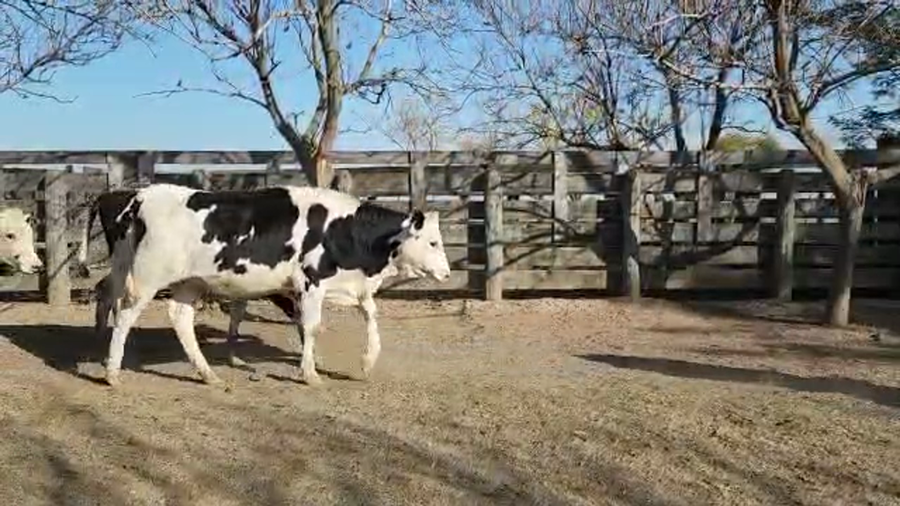 Lote Podadera Raul - Vaq. para entorar