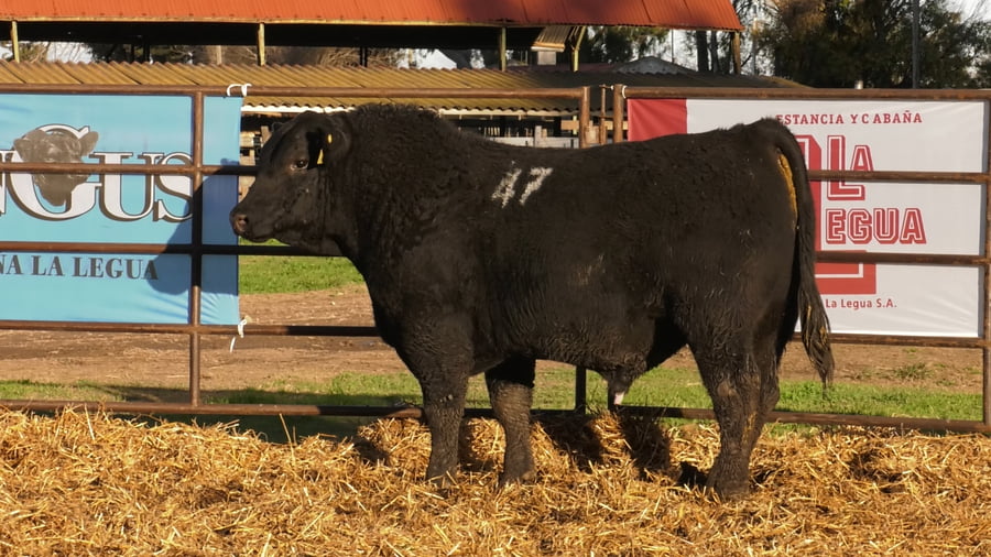 Lote TOROS ANGUS NEGROS PC