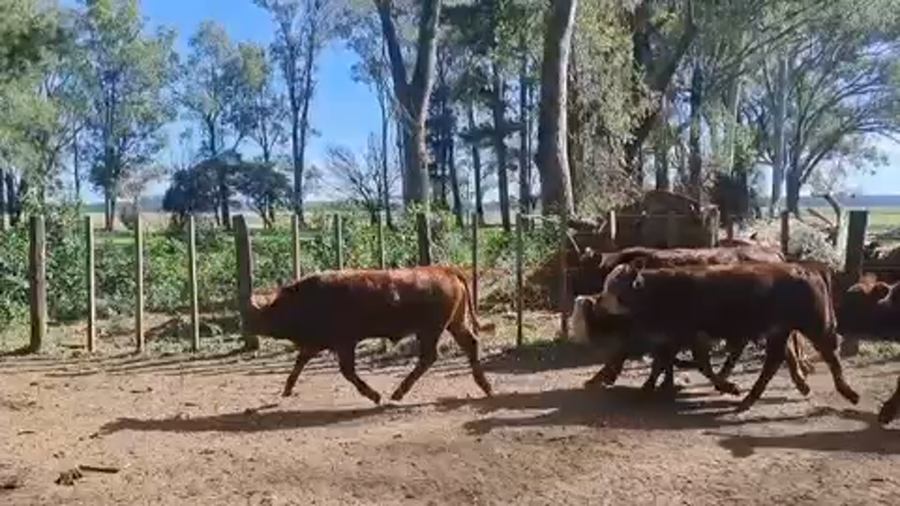 Lote 140 Terneros en Ituzaingó, Corrientes