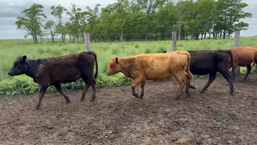 Lote 70 Terneras