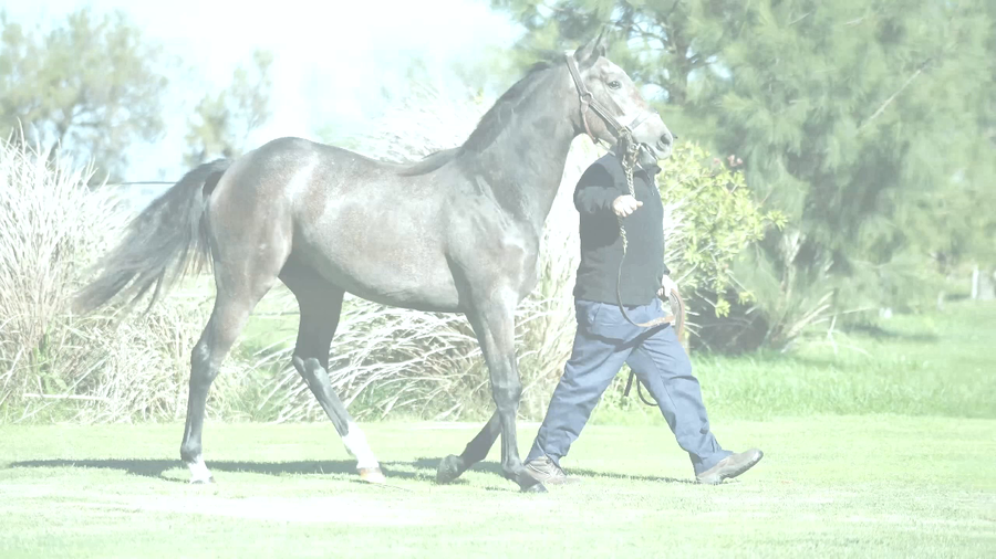 Lote CONI VERONA (MARCONI -  YUYU NISTEL)