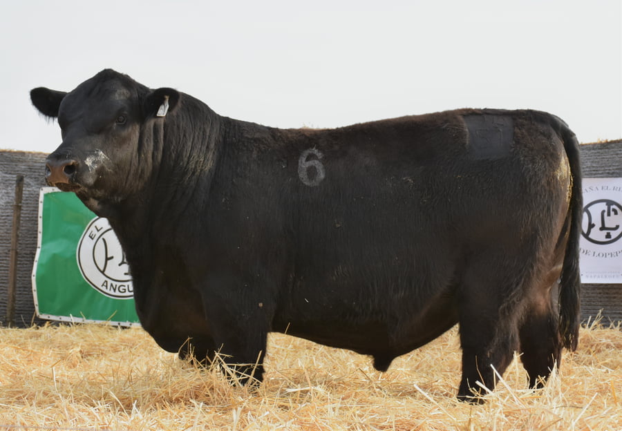 Lote TOROS PC