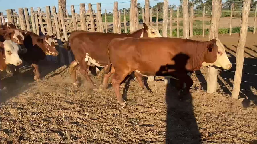 Lote 95 Vaquillonas en Bandera, Santiago del Estero