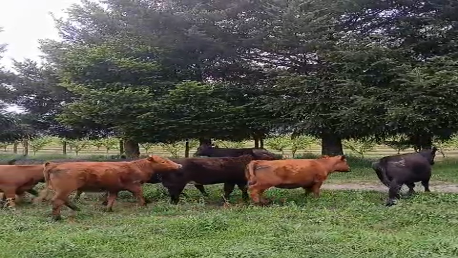 Lote 26 Vaquilla Engorda en Cunco, IX Región Araucanía