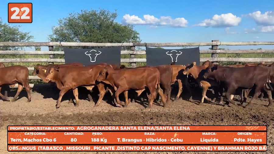Lote LOTE 22