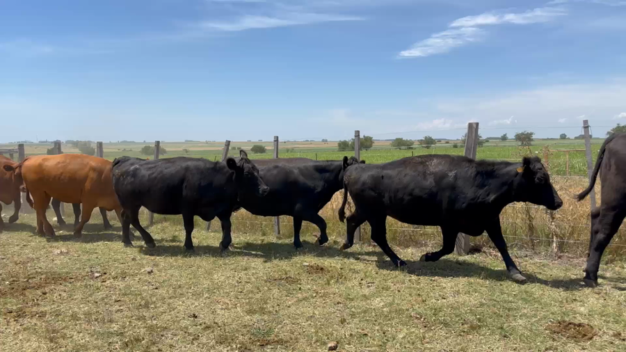Lote 116 Vientres Preñados en Goñi, Florida