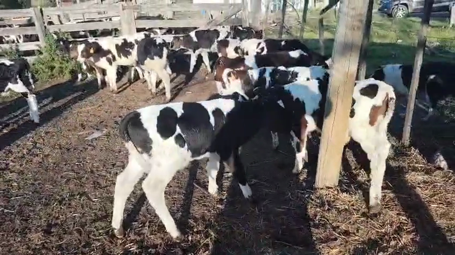 Lote 14 Terneros y Terneras a remate en Pantalla Camy, San José