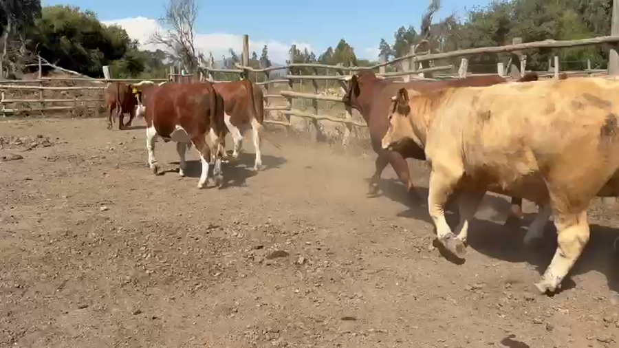 Lote 40 Novillo Gordo en Melipilla, Región Metropolitana