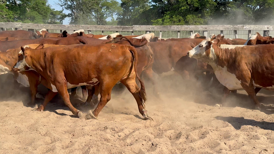 Lote 45 Vacas de invernar