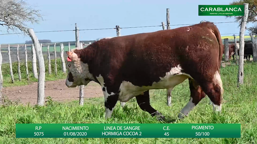 Lote Carablanca