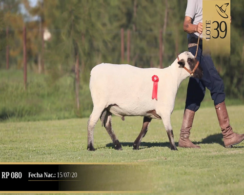 Lote Borregas a remate en Cabaña Las Brujas, San José