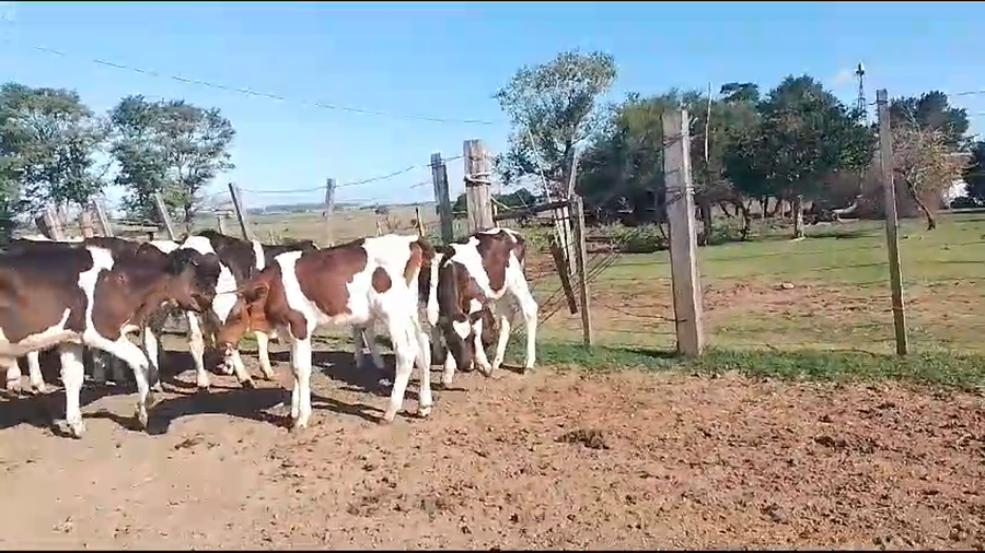 Lote terneros/as hol 30