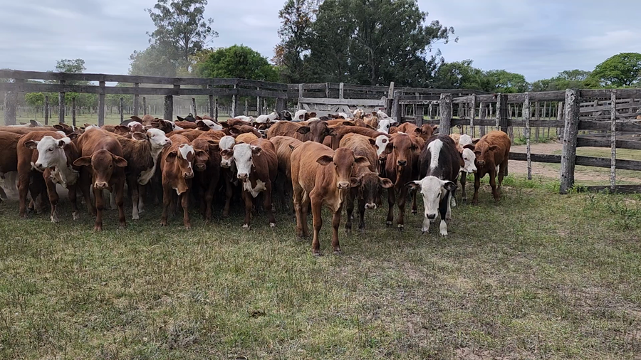 Lote 80 Terneros/as en Lomas de Vallejos, Corrientes