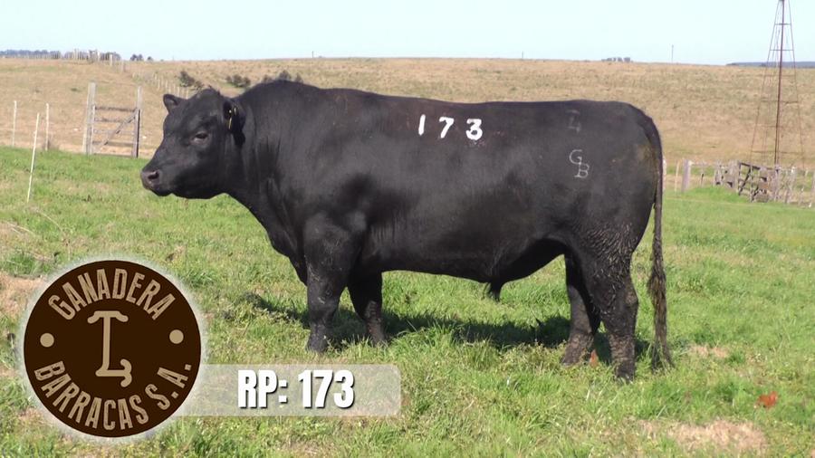 Lote (Vendido)Toros a remate en Ganadera Barracas S.A en Caraguata