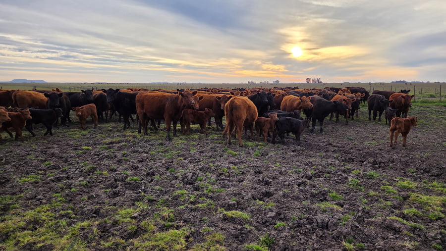 Lote 60 Vaquillonas con cría en Buenos Aires, Balcarce
