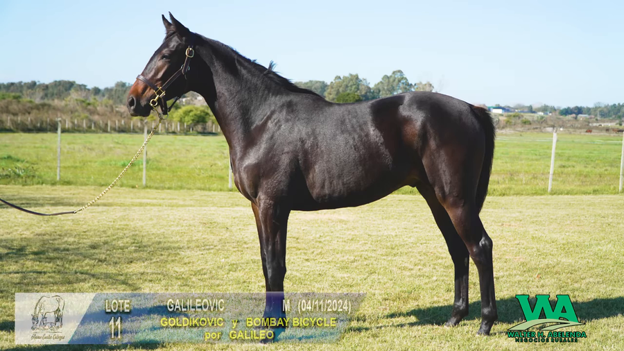 Lote GALILEOVIC