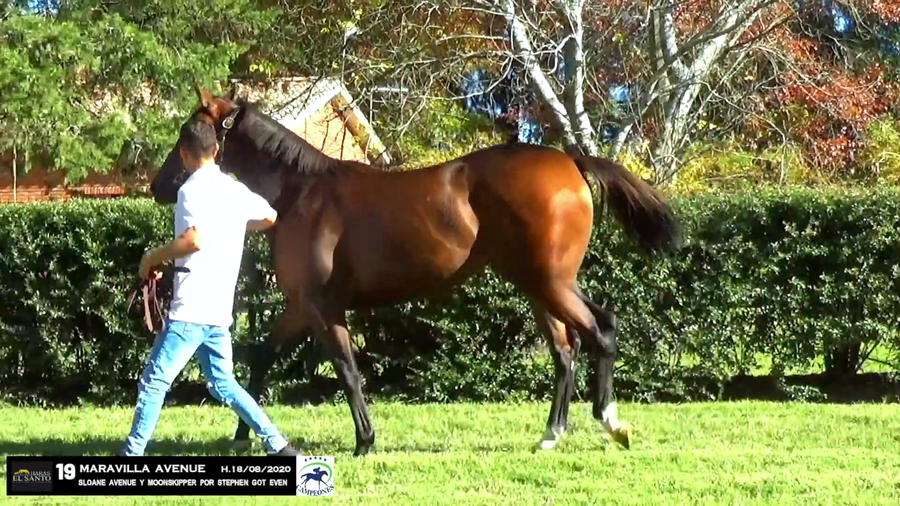 Lote MARAVILLA AVENUE