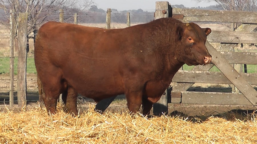 Lote TOROS PUROS POR CRUZA