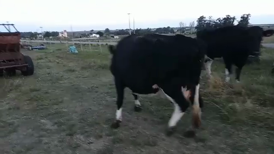 Lote Vacas de Invernada a remate en Pantalla Camy Mayo - Desde La Cuenca 500kg - , San José