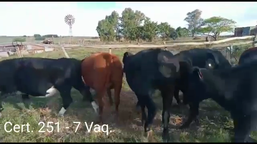 Lote VAQUILLONAS PREÑADAS