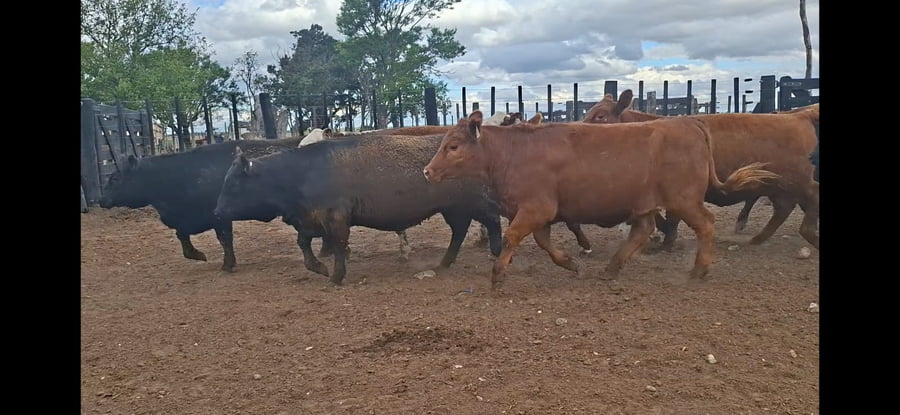 Lote 65 Vaquillonas faena en Holmberg , Córdoba