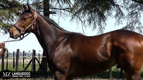 Lote LANGUEDOC (WINNING PRIZE - LE REVE)