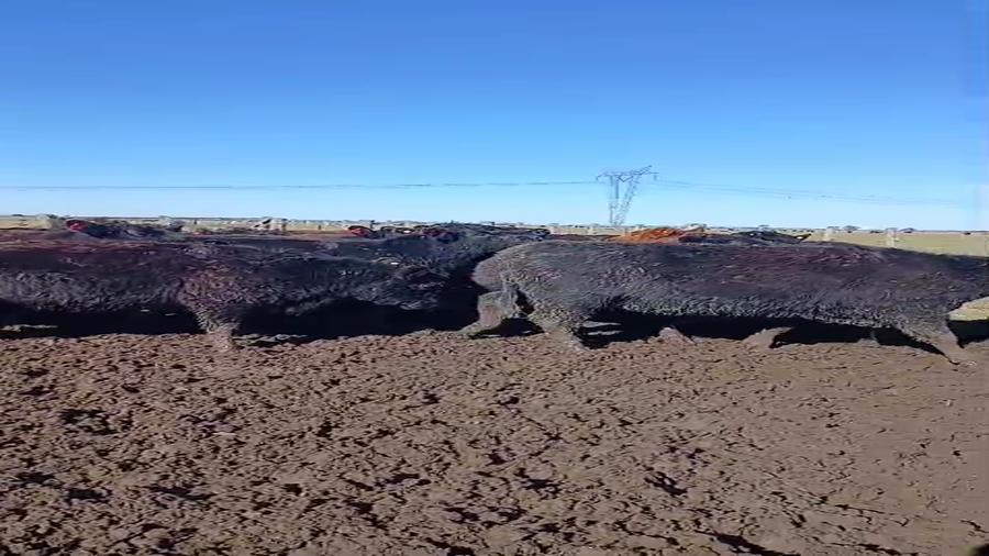 Lote 17 Vaquillonas C/ gtia de preñez en Buenos Aires, Cañuelas