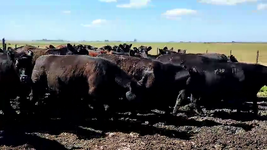 Lote 70 Terneras A TÉRMINO en Tres Arroyos