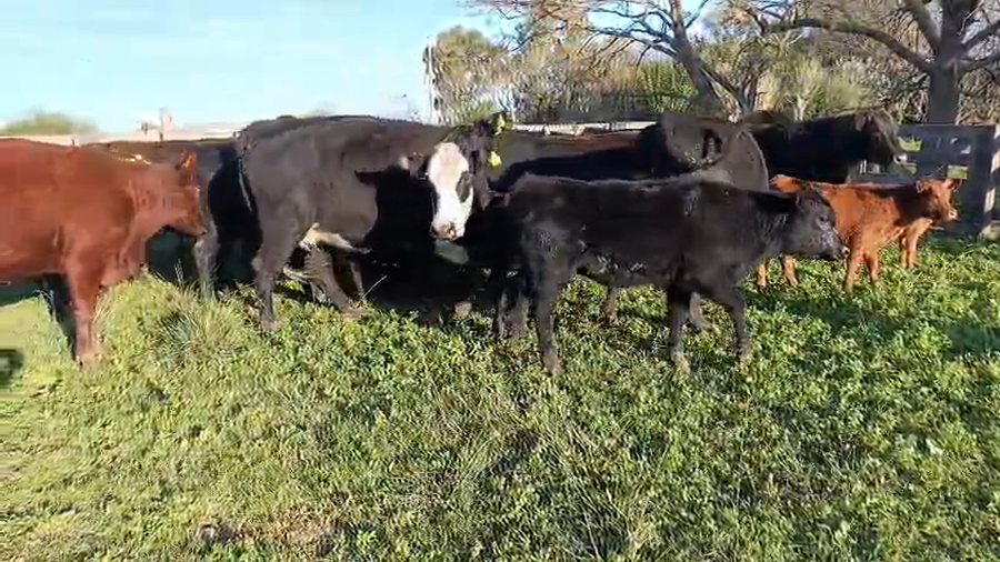 Lote 26 AL CTE NUEVAS Y MEDIO USO