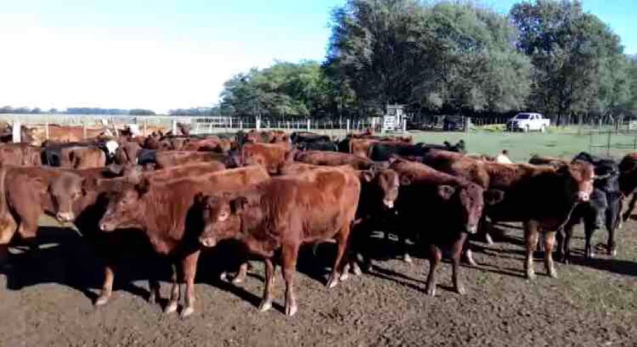 Lote 70 Terneras de 175 Kgs en Salto, Buenos Aires