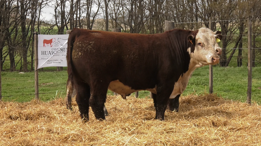 Lote TOROS PUROS REGISTRDOS
