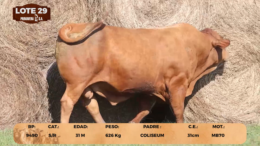 Lote LOTE 29