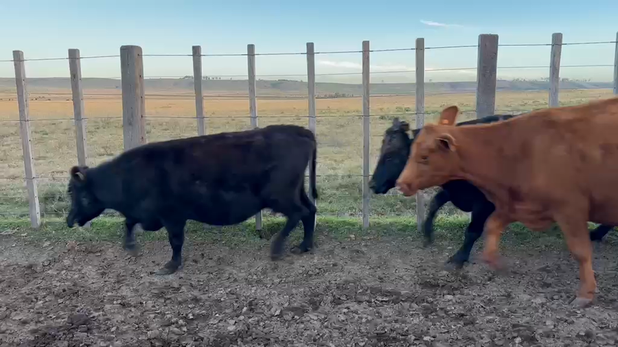 Lote 12 Vaca a remate en Feria General - Cardozo Negocios Rurales 492kg - , Rivera