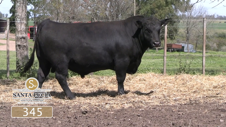 Lote Angus